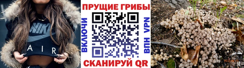 купить  цена  Бугуруслан  Галлюциногенные грибы Psilocybe 